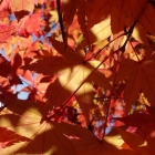 fs autumn 3