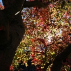 fs autumn 4