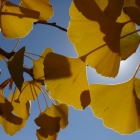 fs autumn 5