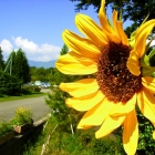 fs summer 11