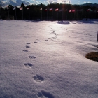fs winter 9
