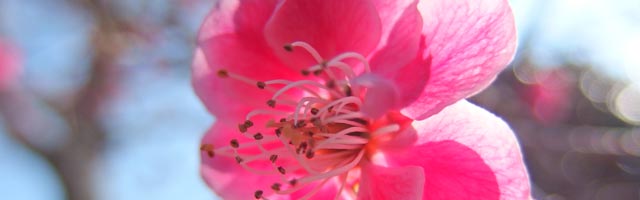 rose-sakura