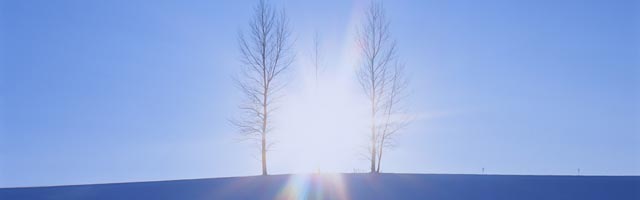 two-trees-sun